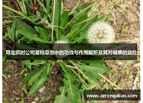 尊龙凯时公司夏枯草泡水的功效与作用解析及其对健康的益处